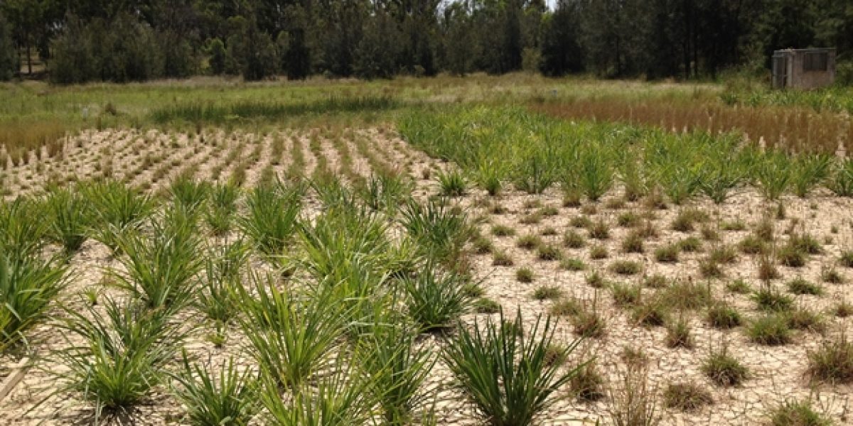Bioretention Basin Installation 2