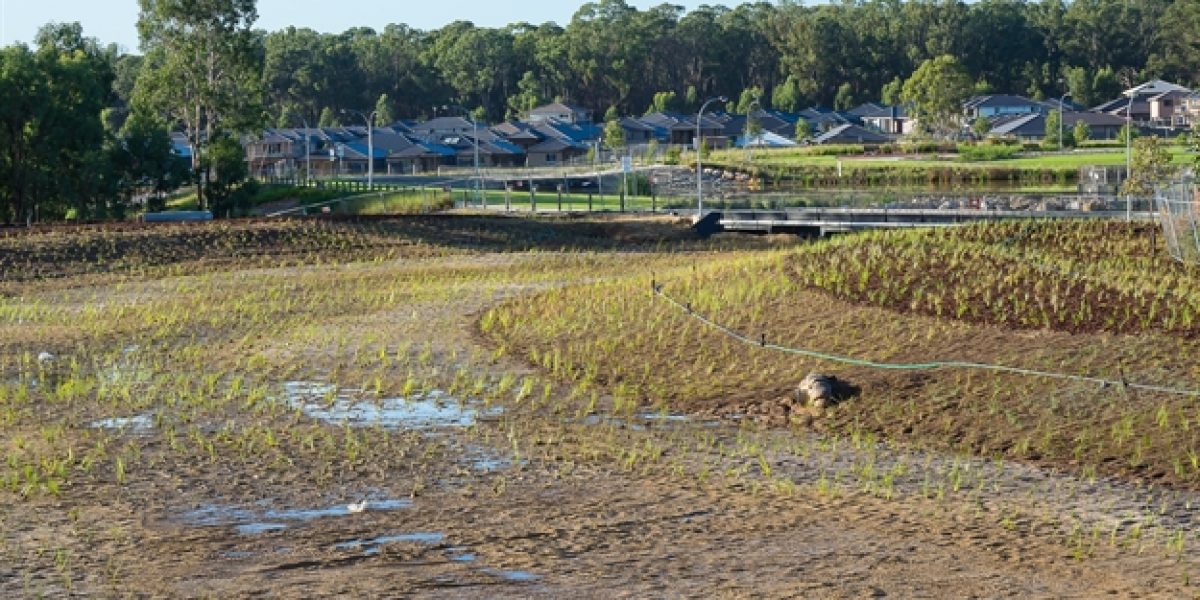 Cullen Avenue Riparian 2