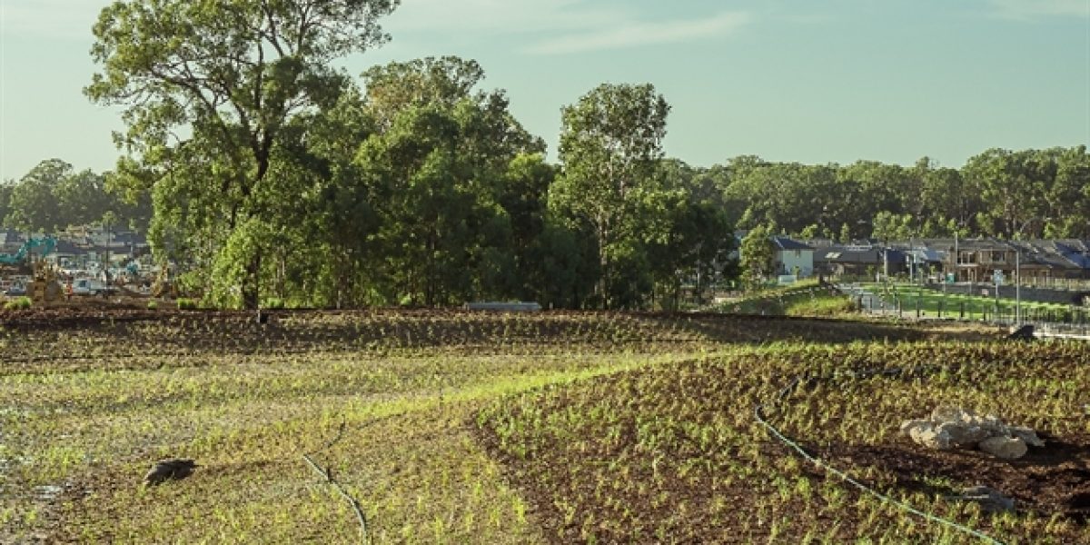 Cullen Avenue Riparian 6